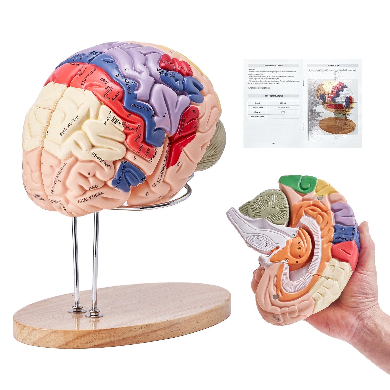 Human Brain Model Anatomy, 2X Life-Size 4-Part Human Brain.